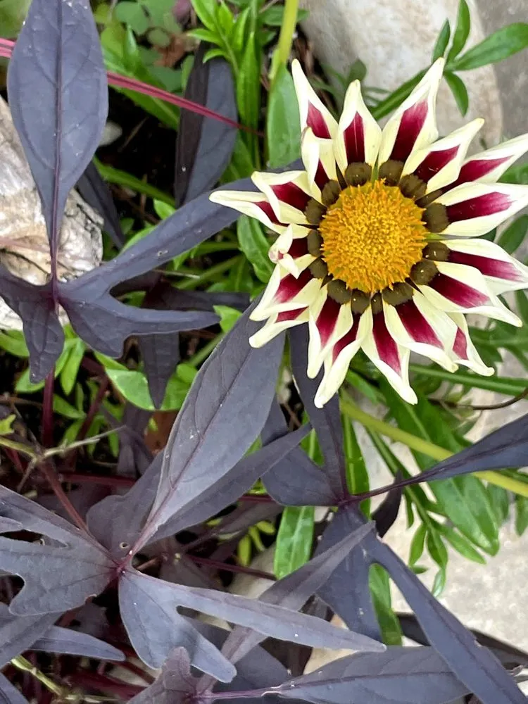 Trusted lawn mowing service experts serving South Portland, ME - Capelluti, MLA Landscape & Garden