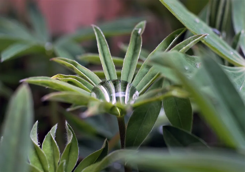 Professional yard maintenance near you across South Portland, ME - Capelluti, MLA Landscape & Garden