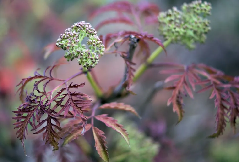 Custom yard maintenance for outdoor upgrades across South Portland, ME - Capelluti, MLA Landscape & Garden