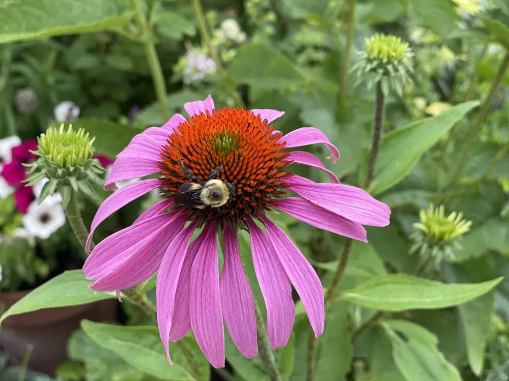 Custom landscape design with custom design in South Portland, ME by Capelluti, MLA Landscape & Garden