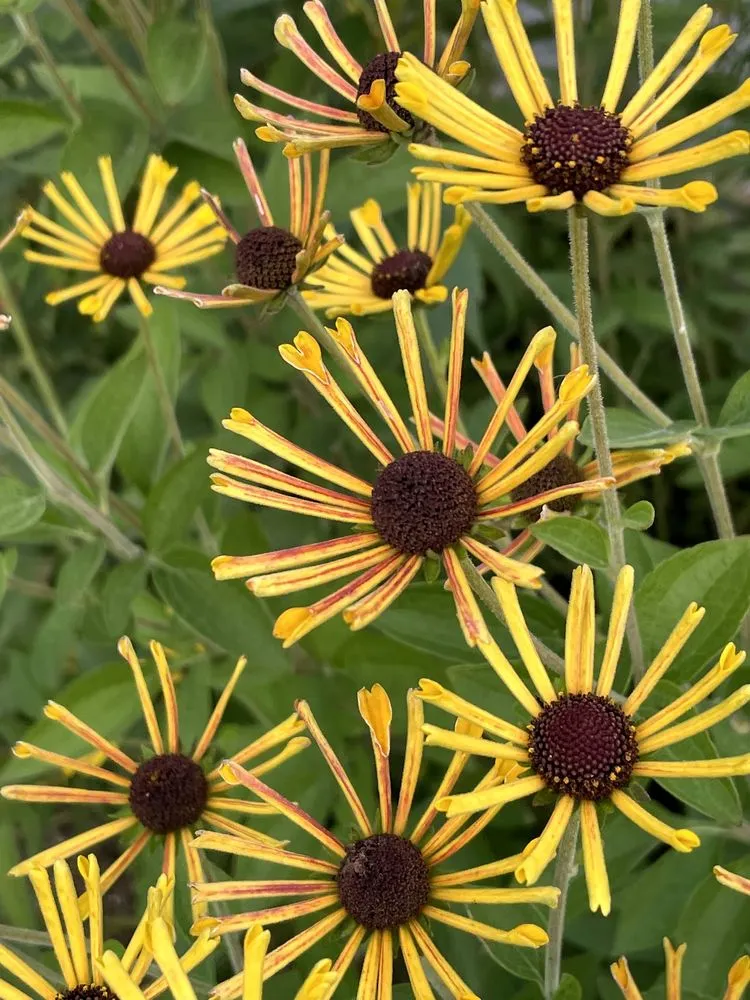 Top-rated garden landscaping in South Portland, ME - Capelluti, MLA Landscape & Garden