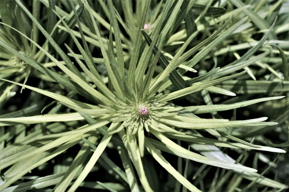 Local residential landscaping experts serving South Portland, ME - Capelluti, MLA Landscape & Garden