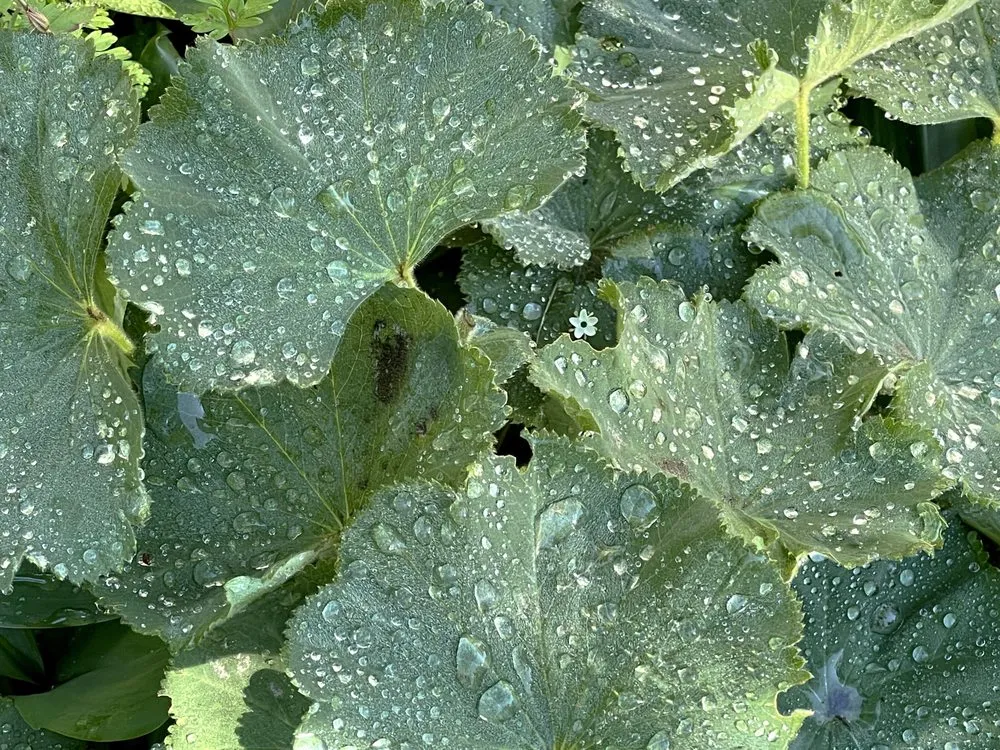 Expert garden landscaping with custom design in South Portland, ME by Capelluti, MLA Landscape & Garden