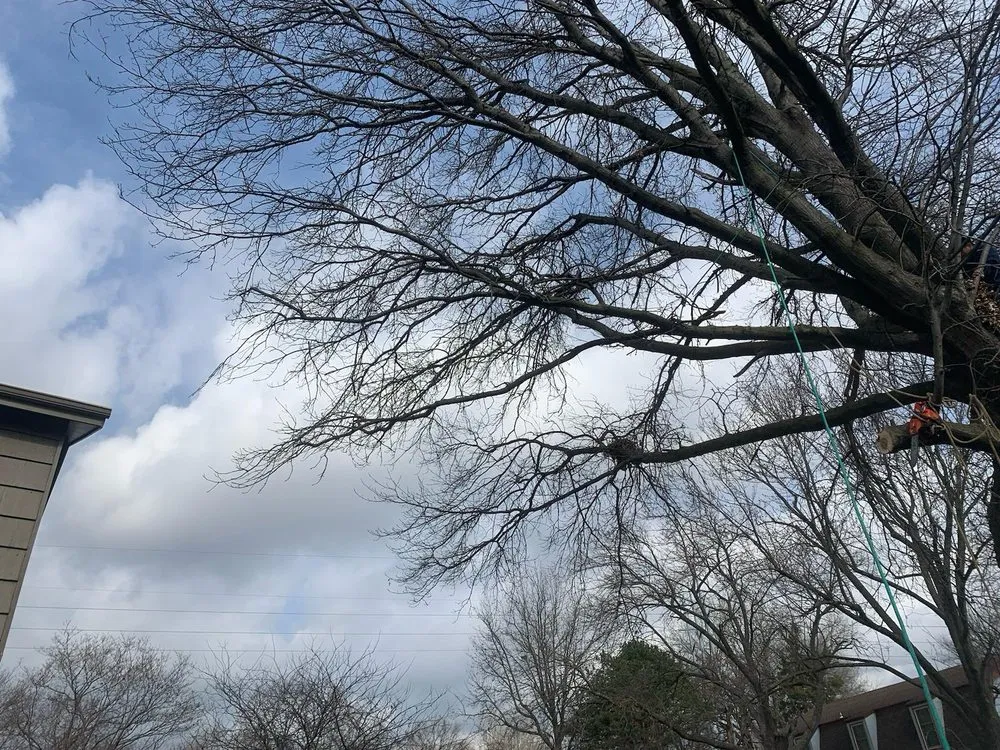 Expert landscape design for homes across Overland Park, KS - Capetillo Landscaping & Tree Service