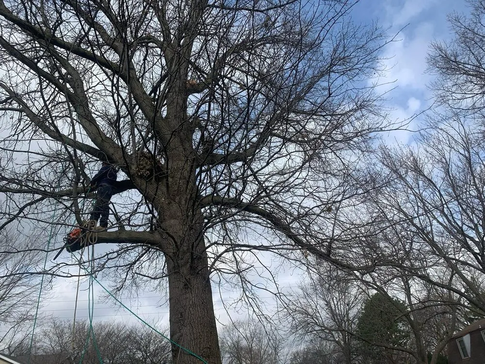 Expert landscape installation for residential properties in Overland Park, KS by Capetillo Landscaping & Tree Service
