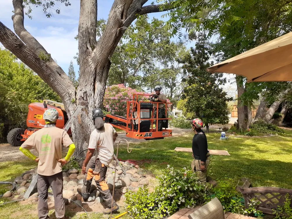Local yard cleanup service experts serving Rocklin, CA - Capital Arborists Inc
