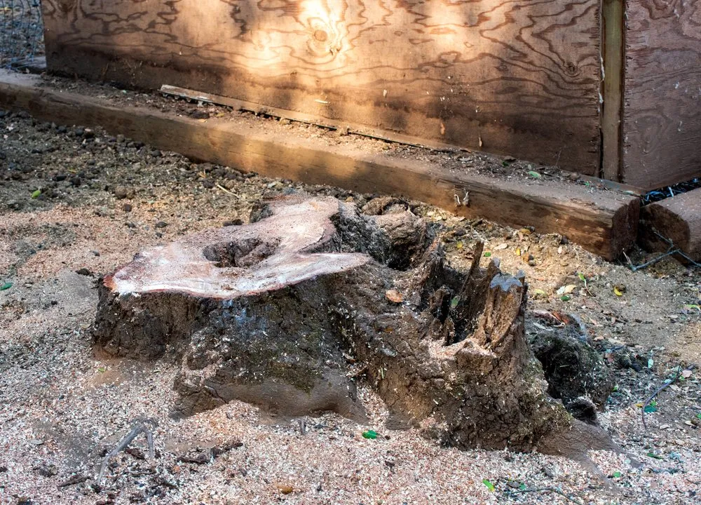 Top-rated residential landscaping in Rocklin, CA - Capital Arborists Inc