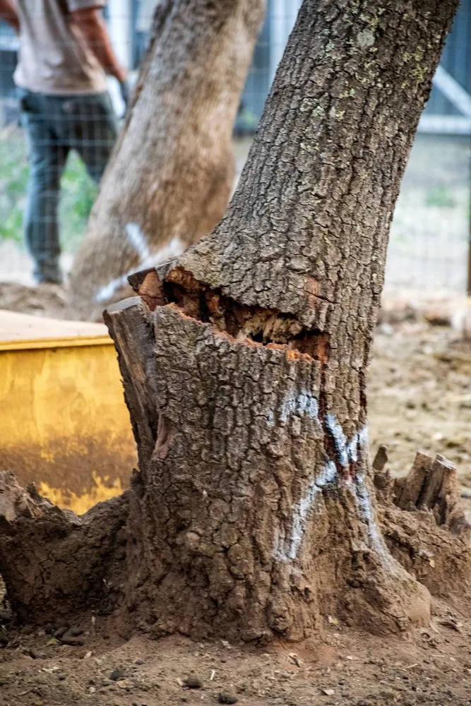 Professional landscape installation experts serving Rocklin, CA - Capital Arborists Inc