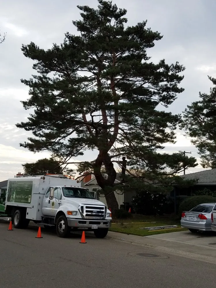 Professional lawn care service in Rocklin, CA by Capital Arborists Inc