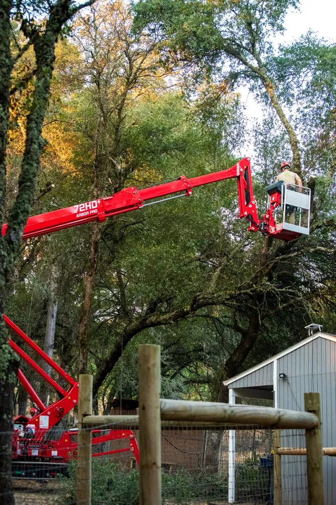 Professional yard cleanup service in Rocklin, CA by Capital Arborists Inc