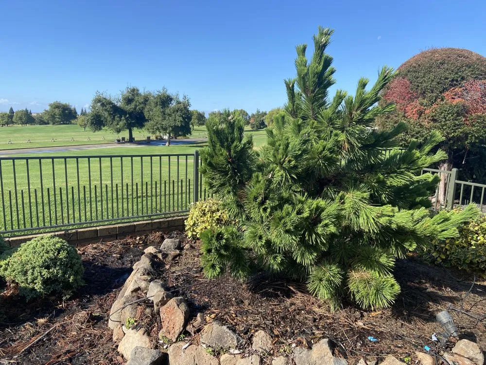 Professional outdoor landscaping for year-round maintenance in Rocklin, CA by Capital Arborists Inc