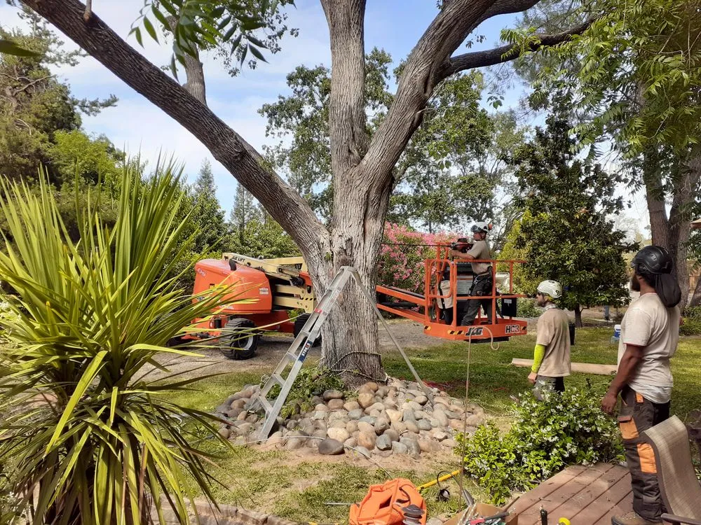 Top-rated landscape design in Rocklin, CA - Capital Arborists Inc