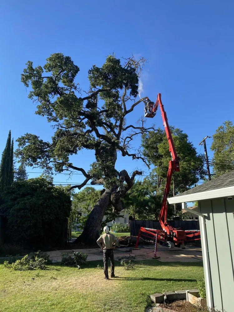 Professional yard maintenance in Rocklin, CA - Capital Arborists Inc