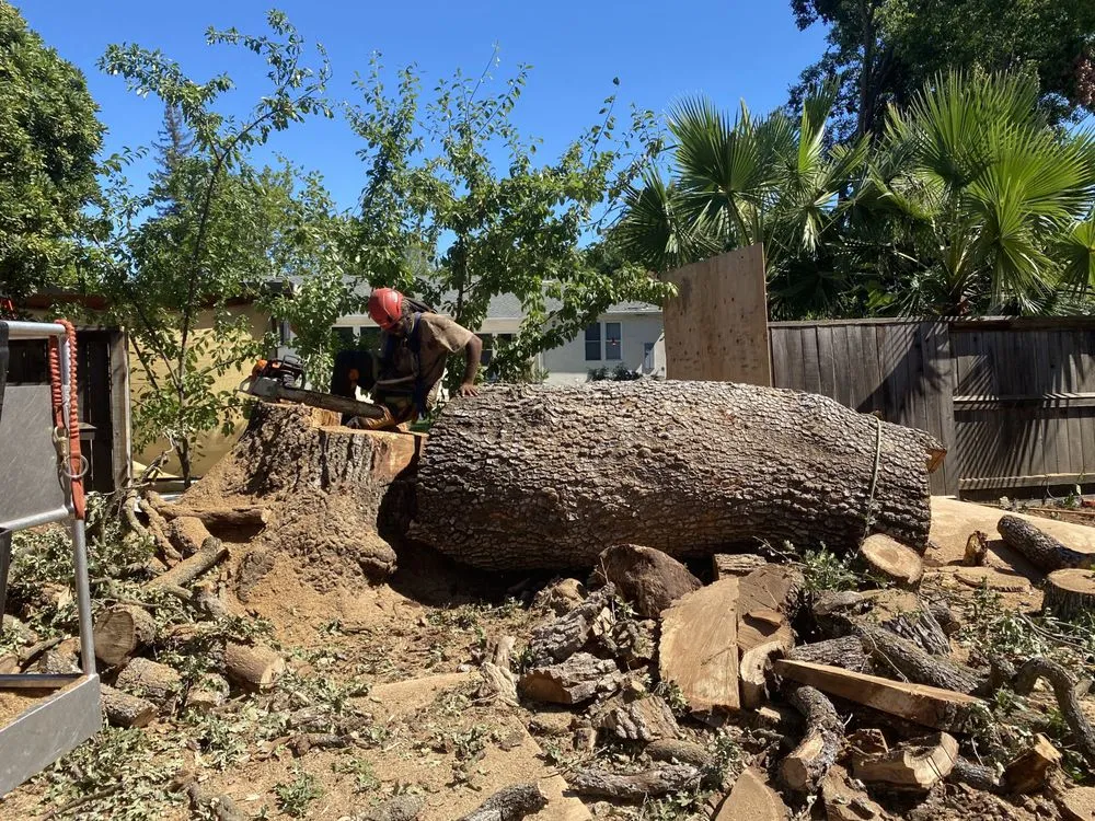 Reliable lawn care service in Rocklin, CA - Capital Arborists Inc