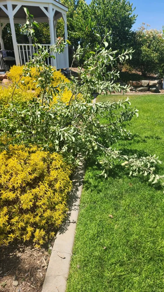 Top-rated yard maintenance experts serving Rocklin, CA - Capital Arborists Inc