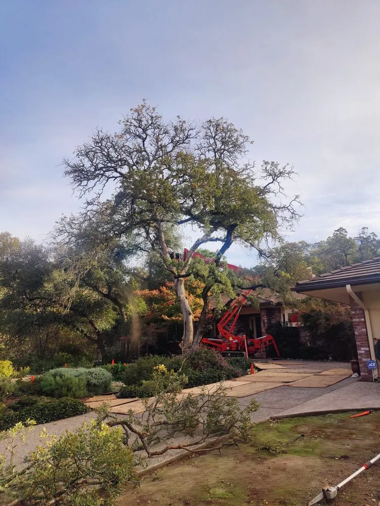 Professional yard cleanup service in Rocklin, CA by Capital Arborists Inc