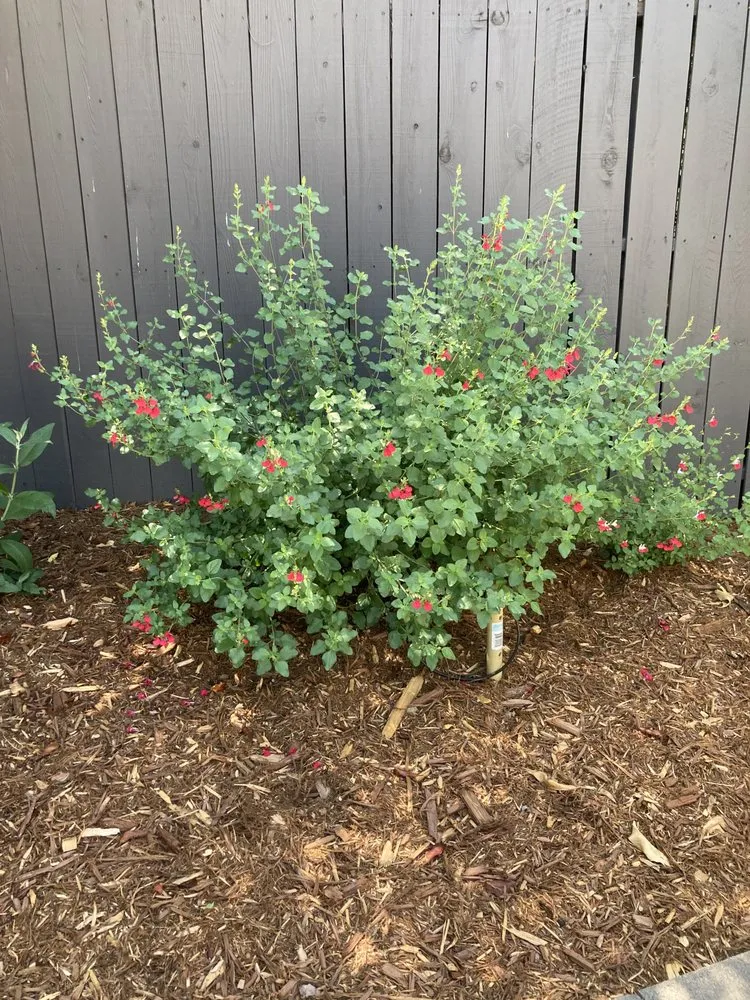 Trusted outdoor landscaping in Roseville, CA - Capital Landscape