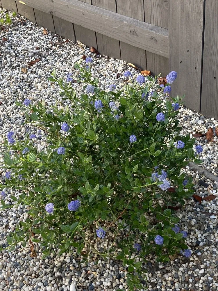 Professional yard maintenance experts serving Roseville, CA - Capital Landscape