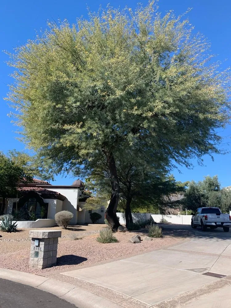 Trusted landscape design with custom design in Fountain Hills, AZ by Capital Landscaping And Tree Removal Service