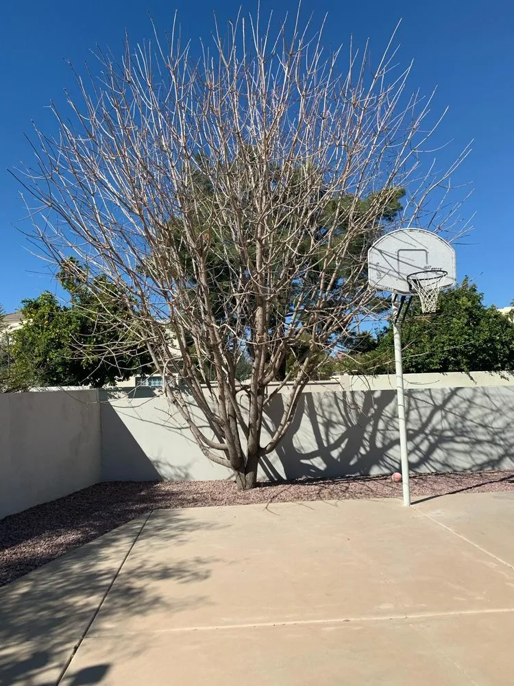 Affordable outdoor landscaping in Fountain Hills, AZ by Capital Landscaping And Tree Removal Service