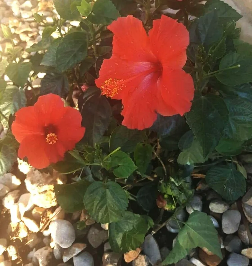 Custom yard maintenance for homes in Austin, TX by Capital Landscaping