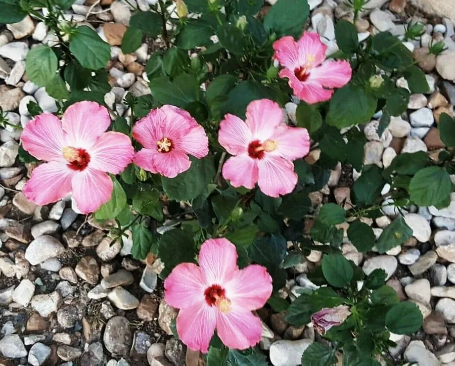 Trusted outdoor landscaping in Austin, TX by Capital Landscaping