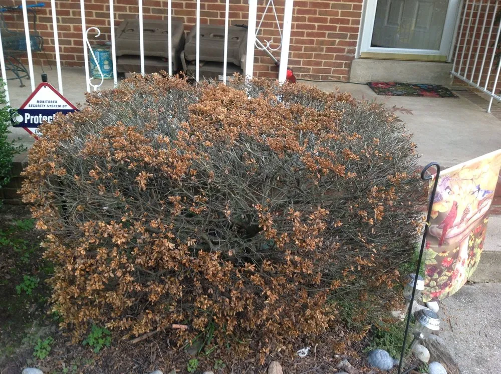 Affordable yard cleanup service for homes in Laurel, MD by Capital Lawn Experts