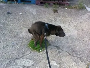 Trusted landscape design experts serving Laurel, MD - Capital Lawn Experts