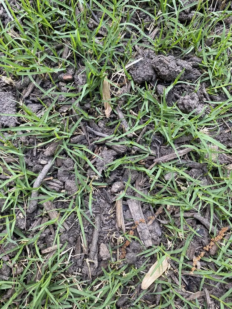 Local residential landscaping for year-round maintenance across Raleigh, NC - Capital Mulch Company