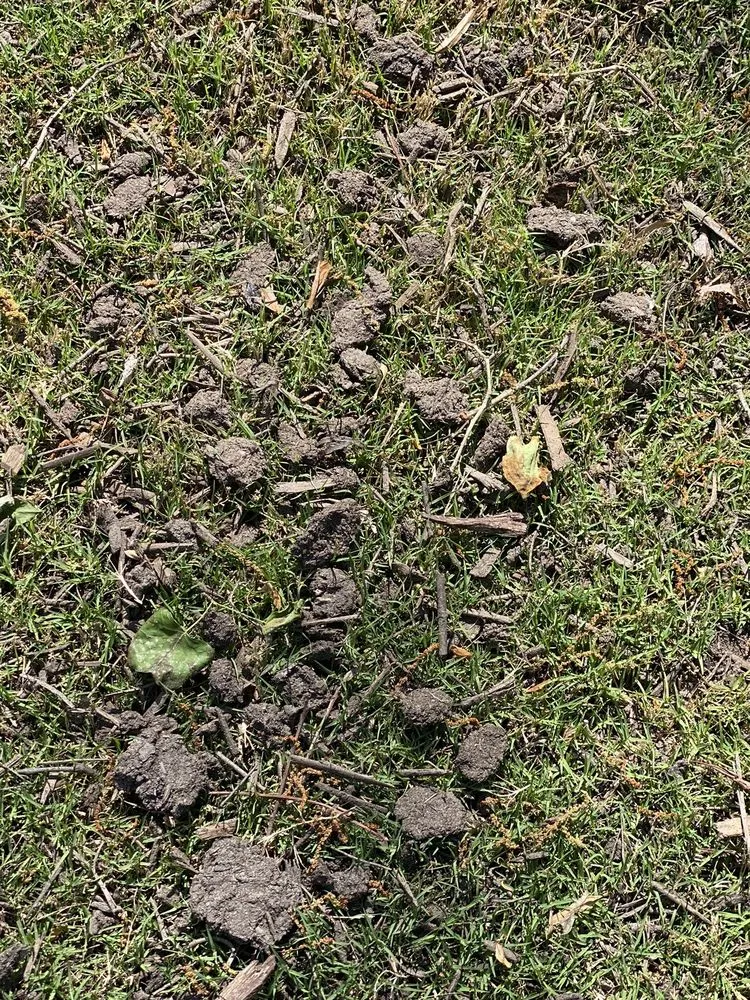 Custom yard cleanup service in Raleigh, NC - Capital Mulch Company