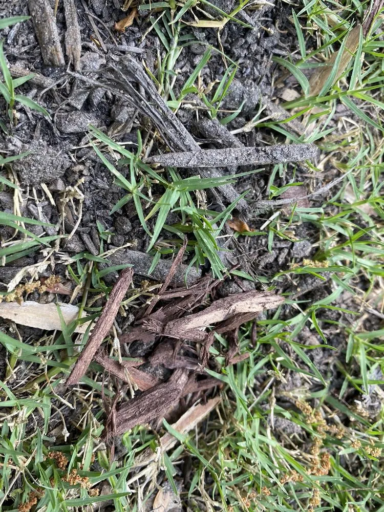 Local lawn mowing service in Raleigh, NC by Capital Mulch Company