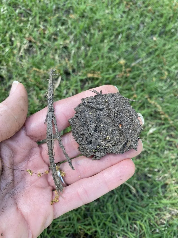 Expert landscaping services in Raleigh, NC - Capital Mulch Company