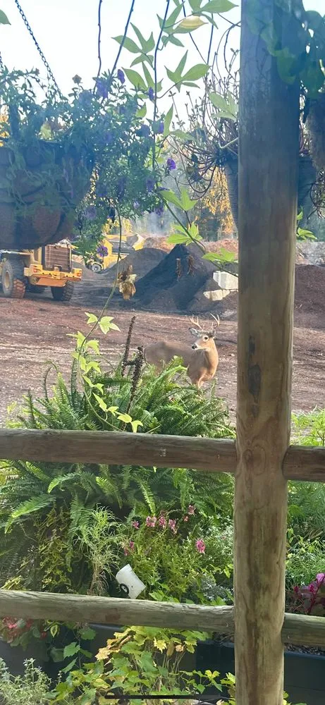 Affordable lawn care service in Raleigh, NC by Capital Mulch Company