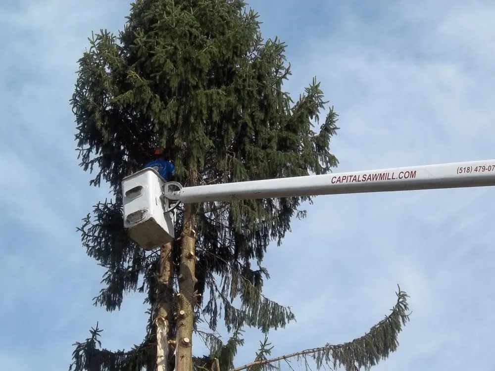 Expert lawn care service experts serving Nassau, NY - Capital Sawmill Service