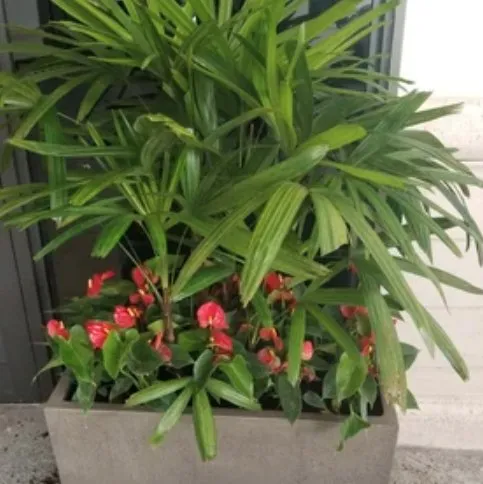 Expert lawn mowing service for beautiful yards across Nokesville, VA - Capitol Landscaping