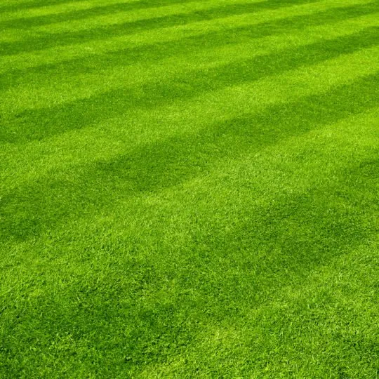 Expert landscape installation for beautiful yards across Lone Jack, MO - Capra Landscaping