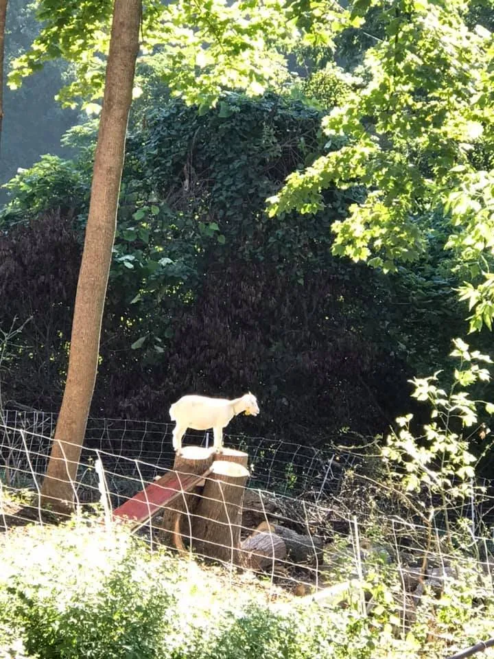 Local lawn care service in McKnight, PA - Capricious
