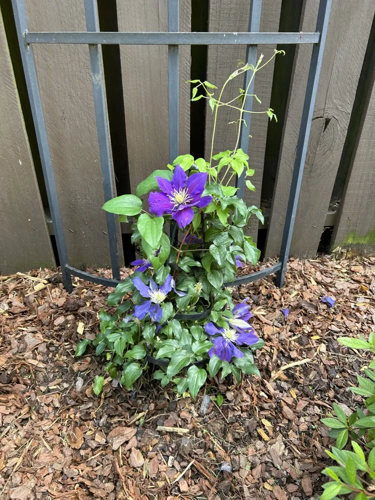 Top-rated lawn mowing service with custom design in Northport, AL by Capstone Landscaping Services