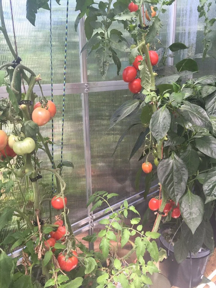 Custom landscaping services for residential properties in Niceville, FL by Captain Earl's Lawn Care