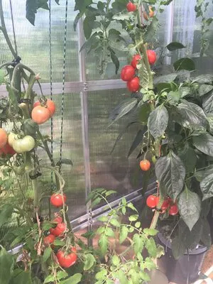 Captain Earl's Lawn Care Logo