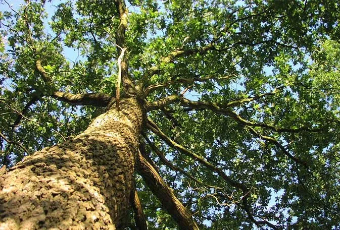 Reliable landscape installation experts serving Port O'Connor, TX - Captain Lawn & Tree Service