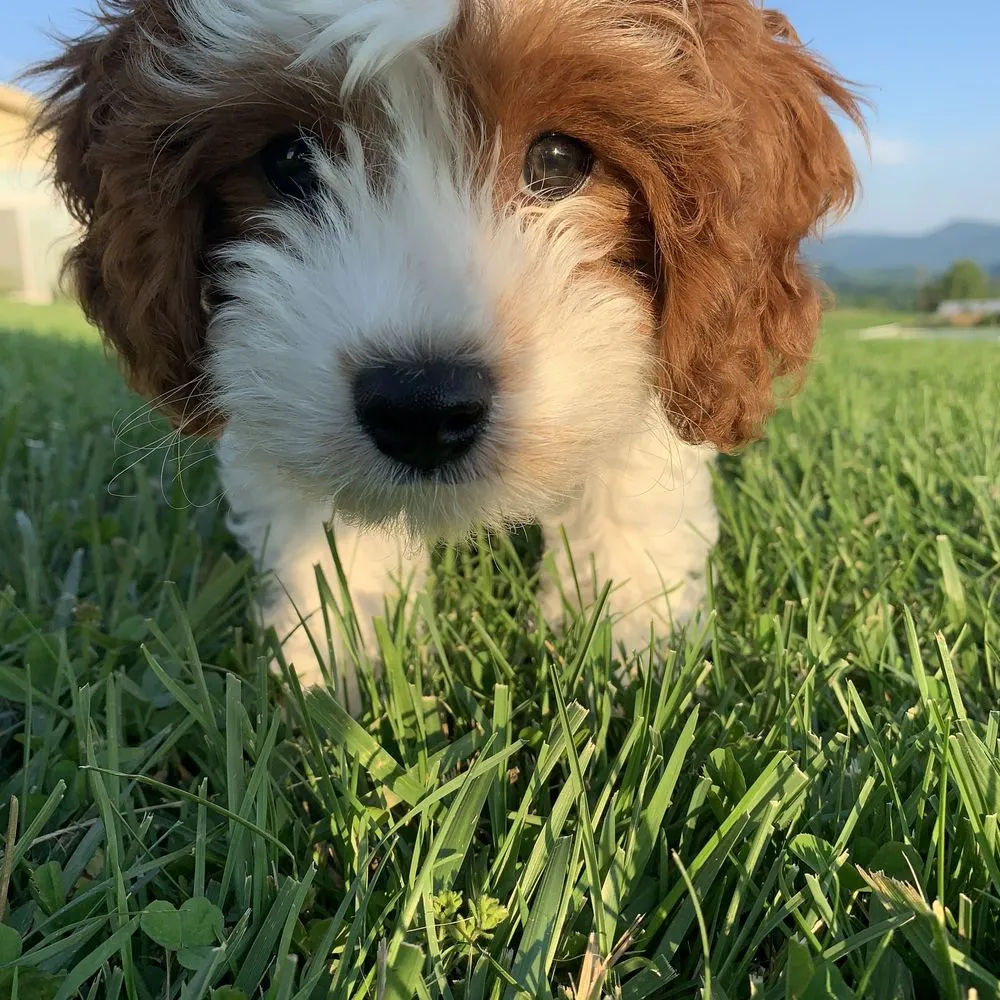 Local outdoor landscaping with custom design in Plymouth, MI by Captain's Clean Up