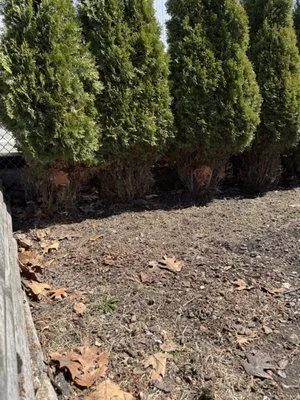 Car-Bel Landscape Services