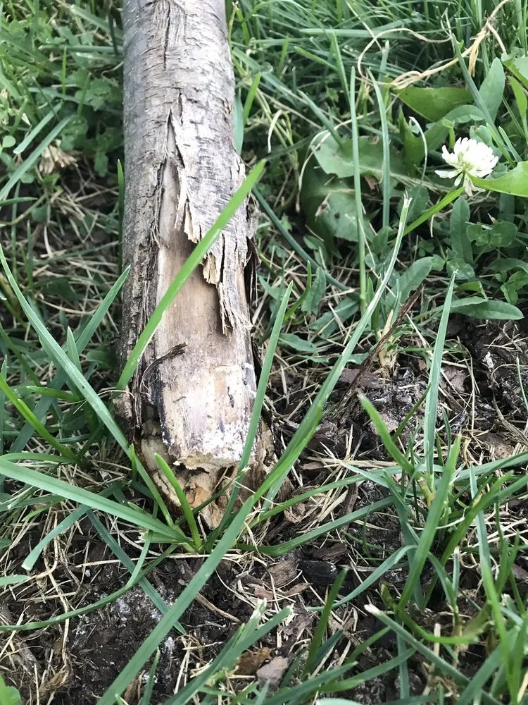 Trusted yard maintenance in Missoula, MT - Caras Nursery & Landscape