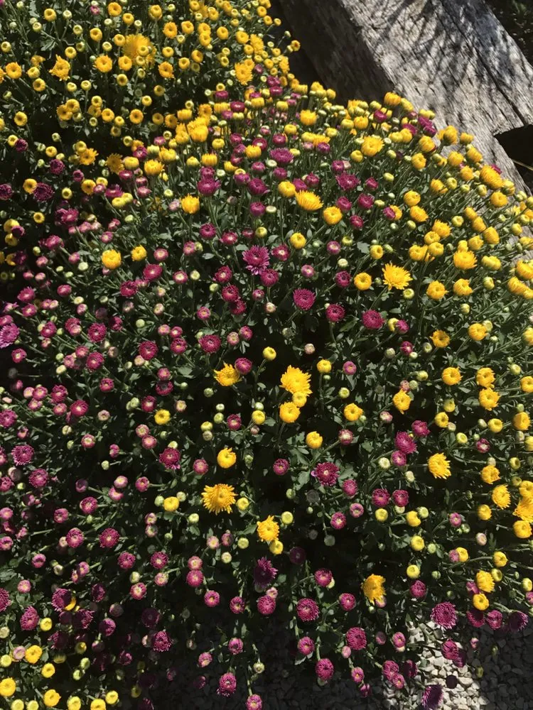 Local landscape installation in Lawrenceburg, KY - Carbajal's Garden Center