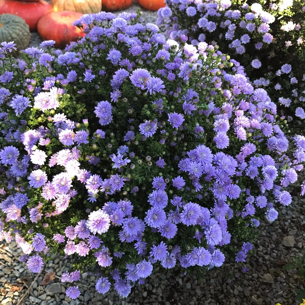 Trusted lawn care service for homes across Lawrenceburg, KY - Carbajal's Garden Center