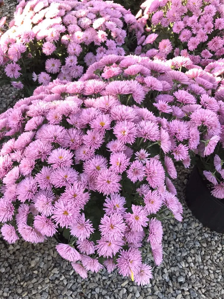 Custom landscaping services with custom design in Lawrenceburg, KY by Carbajal's Garden Center