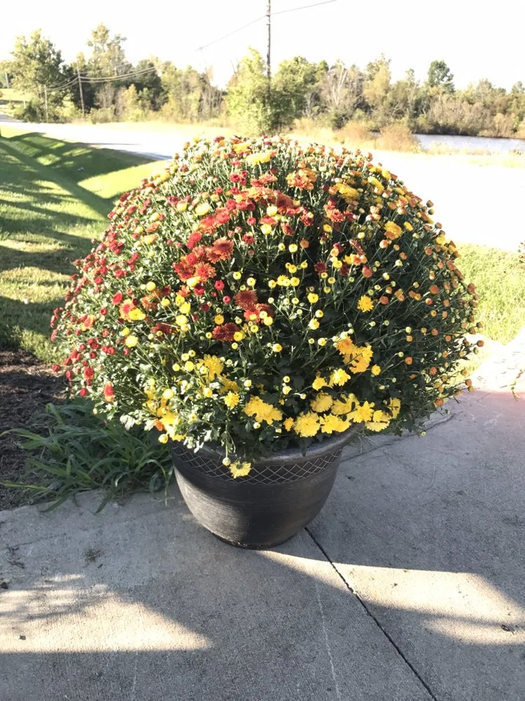 Affordable yard cleanup service experts serving Lawrenceburg, KY - Carbajal's Garden Center