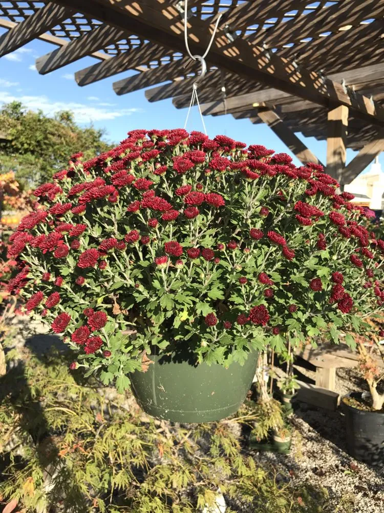 Top-rated lawn mowing service for year-round maintenance in Lawrenceburg, KY by Carbajal's Garden Center