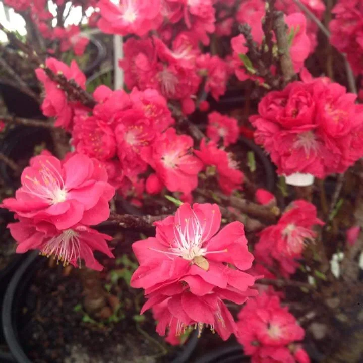 Trusted residential landscaping for year-round maintenance in Lawrenceburg, KY by Carbajal's Garden Center